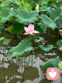 #幸福家园
人生就像一座花园，要适时定期清除杂草。遇到烂人，避而远之，大度地忍让；遇到破事视而不见，不与其沾边。
——善念·善言·善行