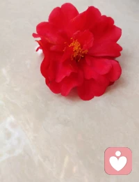 让生活日久生香的不是那些花儿，而是你心中，始终有着柔软的光……