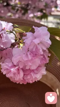 樱花最动人的不是盛开，而是落下。
人生何尝不是如此？很多人和事，像一场樱花雨，经历过、陪伴过，然后悄悄退场，不必遗憾、至少在盛开时，我们认真看过；落下时，我们也真心珍惜过。