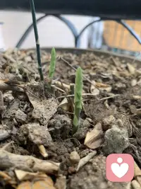 不死不生。對于一個渴望擺脫舊日模式、重新生出一個自己的人來說，勇氣總是第一位的。這個勇氣包括不怕試錯、不怕被黑、被死千回還能重新活過來的力量。配圖