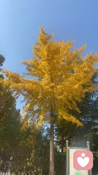 停止一切對抗，提升能量磁場，告訴自己你想要的是什么，我可以選擇更好的感覺，我可以選擇更自由自在的生活，減少使用消極的詞語，你關注什么，什么就增長，把積極用到極致，能量自愈配圖