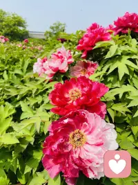 打开心门，社交不再是难题。让我们一起治愈社恐，重拾快乐与自信。