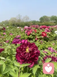 打开心门，社交不再是难题。让我们一起治愈社恐，重拾快乐与自信。