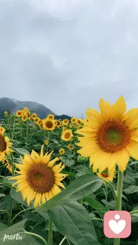 清晨是重塑心态的最佳时刻。人这一生，拼到最后，拼的是情绪管理与内心格局。放下过往的纠结，以平和之心迎接当下，便是最好的生活状态。