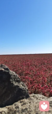#翅碱蓬

    不恋沃土，于咸涩滩涂破土，把荒凉染成万丈红海。