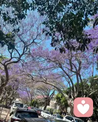 花好月圓夜配圖