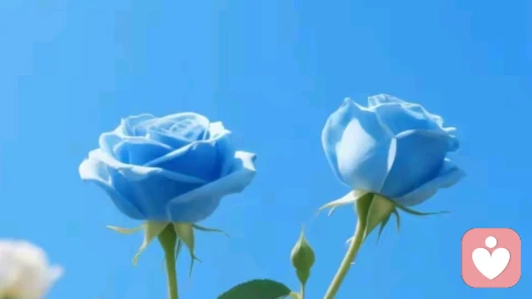 焦虑型依恋：为什么越怕失去，越会推开爱人？