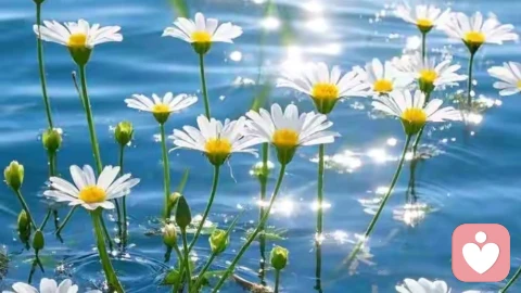 从玻璃心到钻石心：在脆弱中修炼温柔的力量