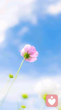 新的一天，新的期待，簡單的節奏，踏實的生活，
立一個目標，守一份熱愛，向光而行，
我們的生活都會溫暖如春。
早安！配圖