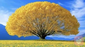 拼命生长，是勇气还是无声的负重