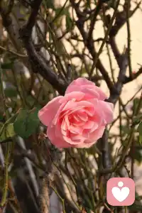 如果你此刻正感到爱的疲惫与迷茫，请温柔对待自己。
给自己时间，给关系空间，允许困惑存在而不急于寻找答案。
真正的答案往往在我们停止疯狂寻找时，悄然浮现。
爱不是一场永不疲惫的马拉松，
而是一系列有暂停、有反思、有时甚至需要重新规划路线的长途跋涉。而最珍贵的，或许不是永远不知疲倦，
而是在疲惫中依然选择并肩，在迷茫中依然愿意摸索前进的那份坚定。