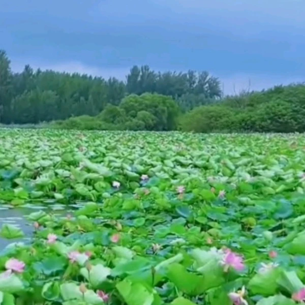 心语心灵