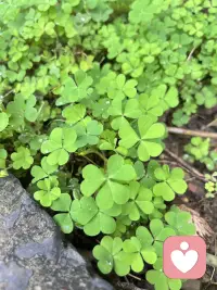 在烏鴉的世界里，天鵝也是有罪，不要和重要的人計較不重要的事，也不要和不重要的人計較重要的事，記住你的人品是你最好的運氣，你的心態是你最好的風水。配圖