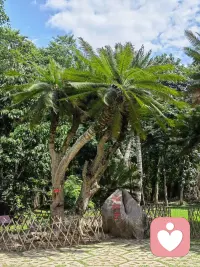 半壺紗

倘若你心中的山水，我眼中都看到，我便一步一蓮花祈禱，怎知那浮生一片草，歲月催人老，風月花鳥一笑塵緣了！配圖