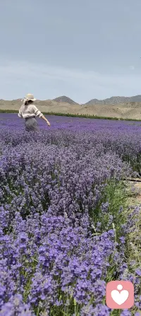 手把青秧插滿田，低頭便見水中天。六根清凈方為道，退步原來是向前！