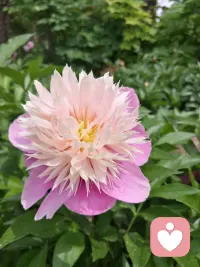 ✍师说：
放下，并非失去，
而是一种解脱与顿悟。
它是心态的选择，
更是生活的智慧。
当你学会放下，压力、烦恼、痛苦自会消散，
人生也因此轻盈而精彩。