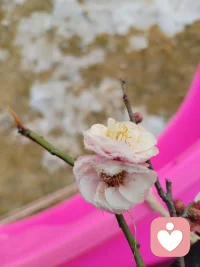 意外惊喜，带雪梅！配图