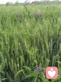 羞耻投射的例子:
1父母骂孩子：“你真丢人/没出息”——其实是父母自己怕被别人看不起，把羞耻丢给孩子。
2 伴侣总挑剔你：“你怎么这么笨/丑/没用”——其实是他自己自卑、怕被嫌弃，反过来攻击你。
3有人见你努力/成功就冷嘲热讽：“装什么/有什么了不起”——他受不了自己的无能与嫉妒，把羞耻投射给你。）