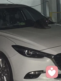 今年也是奇怪了，总是吸引喵喵汪汪，希望小动物们都能被温柔以待，（蚊子除外）！配图