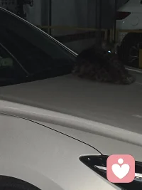 今年也是奇怪了，总是吸引喵喵汪汪，希望小动物们都能被温柔以待，（蚊子除外）！配图