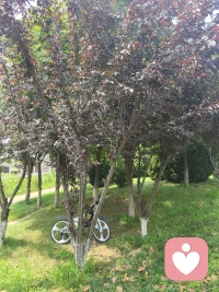 到李子树下了，李子呢？