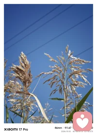 奔赴红海滩，单程五个半小时的奔波。
 
心理学里有个概念：认知失调后的奖赏感。
越是历经周折得来的风景，内心的体验越是深刻。
疲惫是铺垫，辛苦是滤镜。
所有咬牙坚持走过的路，终会变成看见美景时的满心欢喜。
生活，美景，皆是如此。
 

 
#红海滩 #旅行感悟 #心理成长
