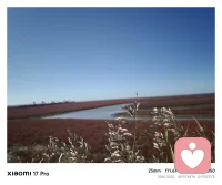 奔赴红海滩，单程五个半小时的奔波。
 
心理学里有个概念：认知失调后的奖赏感。
越是历经周折得来的风景，内心的体验越是深刻。
疲惫是铺垫，辛苦是滤镜。
所有咬牙坚持走过的路，终会变成看见美景时的满心欢喜。
生活，美景，皆是如此。
 

 
#红海滩 #旅行感悟 #心理成长