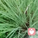 以诚待人的头像