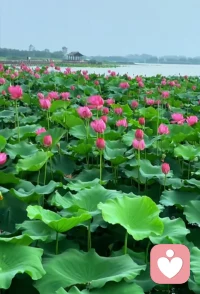 荷花效應，也叫30天定律，是指一個池塘里的荷花，第一天開一朵，第二天開兩朵，第三天開四朵，每天荷花開放的數量都是前一天的兩倍，到第30天正好開滿整個池塘，而開滿半個池塘是第29天，最后一天的開放速度最快，等于前29天的總和 。它告訴我們成功需要厚積薄發，需要積累沉淀，最后一步的堅持和執行是最關鍵的 。在突破臨界點之前，所有的努力都在為最后的爆發積蓄能量，很多人因缺乏毅力在臨近成功時放棄，而真正的突破往往發生于“第30天”。所以當處于困境或不良環境中時，可借鑒荷花出淤泥而不染的精神，進行自我心理調適，保持積極樂觀的心態，努力實現自我成長和突破。配圖
