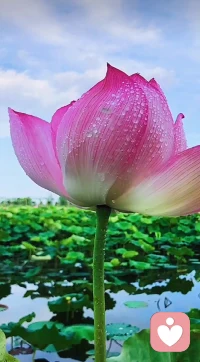 荷花效應，也叫30天定律，是指一個池塘里的荷花，第一天開一朵，第二天開兩朵，第三天開四朵，每天荷花開放的數量都是前一天的兩倍，到第30天正好開滿整個池塘，而開滿半個池塘是第29天，最后一天的開放速度最快，等于前29天的總和 。它告訴我們成功需要厚積薄發，需要積累沉淀，最后一步的堅持和執行是最關鍵的 。在突破臨界點之前，所有的努力都在為最后的爆發積蓄能量，很多人因缺乏毅力在臨近成功時放棄，而真正的突破往往發生于“第30天”。所以當處于困境或不良環境中時，可借鑒荷花出淤泥而不染的精神，進行自我心理調適，保持積極樂觀的心態，努力實現自我成長和突破。配圖