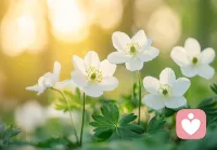 把“自我滋养”排进日程，活成不必依赖树荫的乔木配图