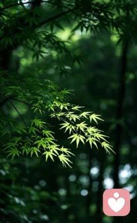 叶动风轻，心定尘宁。
于绿意深处，寻一方静谧，
与自己温柔相遇。配图