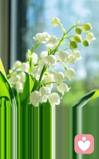 一身洁白，一生温柔。