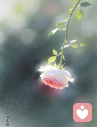 今日份一枝独秀，温柔且坚定。