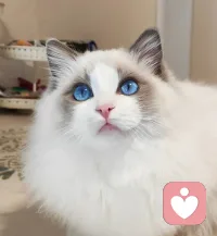 菩萨低眉，是因为身边站着金刚怒目，你不是菩萨，没有金刚护法，就不要随便去普渡众生，释放你廉价的善良或可怜别人。
当你慈悲时没有智慧和勇猛，那就是软弱，当你善良没有边界和锋芒，那就必招小人缠身。
当慈悲心起，满眼都是可怜人；当因果心起，世上无一人可怜！[Worship][Worship][Worship]配图