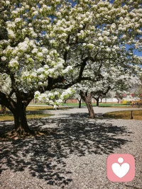 梨花盛放，洁白如雪。
不约而同的偶遇，我来到了给力平台。
想遇的两个来访，同时要求京腔京韵。
我来自北京大兴，西瓜之乡，口音相对纯正。
北京四周为河北团宠，京郊语调与河北雷同。

刚刚进驻平台，取得了倾听师的认证。
持续学习是我对这份职业和来访者的承诺，
倾听领域在不断的更新，唯有保持空杯心态，
不负每一份沉甸甸的信任