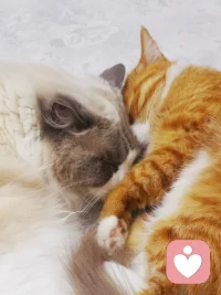 听和听见是两回事儿
停是耳朵的工作，而听见是心灵的参与
嗯只是耳朵捕捉到对方的声音，
而听见，则是用心去理解对方的内心感受
前者只是声音的接收，
而后者是深层次的共情和理解
在这里，你的心情会被完全的听见，
而不仅仅只是听到，

这里有我聆听你的声音