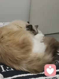 倾听过程中最动人心的时刻，往往发生在静默之间，

当一位总是用理性武装自己的来访者，在一次一倾听过程中，看着自己捏出的陶土，突然泣不成声，他终于触碰到了被压抑的悲伤。


那一刻的放下防御，是内在力量开始萌芽的标志，我荣幸地成为了见证者配图
