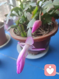 咨询过程中有一个关键的转折点，当来访者的语气语言，从充满无助的我该怎么办？转变为带着觉察和生动性的，我知道我可以尝试。

这个转变意味着内化发生了，他从被动的求助者变成了主动的解决者，

促进这个认知重构的过程，是遵循的核心价值所在配图