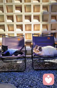 草稿紙上畫了好多小太陽，像剛才那些沒說出口的委屈。原來安靜聽著，比說“加油”更有用。風(fēng)在窗外等，你慢慢來。