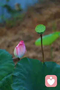 孤独并不是来自身边无人。感到孤独的真正原因是因为一个人无法与他人交流其最要紧的感受。配图