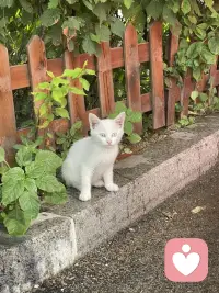 一个人可以同时拥有高水平的男性化特质（如独立、果断）和高水平的女性化特质（如温和、共情）。这种状态被称为心理双性化。
双性化个体通常具有更高的心理适应性和灵活性。他们能根据情境需求调整行为：在需要竞争时表现果断，在需要安慰他人时表现温柔。相比之下，严格遵循传统性别角色的人（单性化）在行为选择上可能受到更多限制。