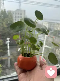 早上好！愿你今天有个好心情！ 睁开眼睛，给你一个轻轻的祝福，愿它每分每秒都带给你健康、好运和幸福。 希望你度过美好的一天！