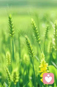 走过半生才知道，人生最幸福的事，不是活的像别人，而是努力之后活的更像自己。有自己的热爱，有生活的热情，有对未来的向往。跟身份无关，跟年龄无关。哪怕走的慢一些，哪怕与众不同。唯有这心里的独一无二的真诚，才是生命最好的模样。