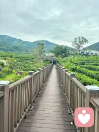 暖暖的陽光照進窗臺上，心情也被暖到了。