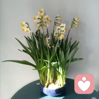 拥有一段时间的美好就足够～
​比如水仙花开！
​