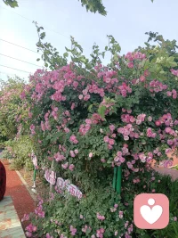 不必焦虑时光，不必忧心前路，万物皆有自己的花期。懂得沉淀自我，接纳当下的平淡，在岁月里慢慢修行，稳住心态稳步前行。
 
沐春风，赏繁花，修内心。愿我们循着春日微光，心怀澄澈向阳而生，守一份从容恬淡，静待美好如约而至，岁岁安然，日日舒心。