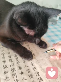 小貓是最好的心理治療師??