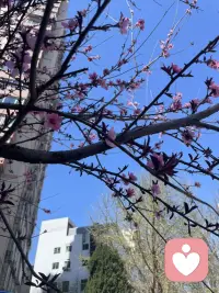 做人要像花一样，既要有绽放的美丽，也要有凋零的优雅。得失随缘，心境平和，这就是最好的人生状态。