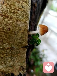 允许自己慢慢发芽，不必急于长成参天模样。那些默默积蓄力量的时刻，那些在夹缝中依旧向上的努力，都在塑造你的内心韧性。困境不是用来困住你的牢笼，而是锤炼心理力量的土壤。接纳当下的处境，守住内心的生机，时间会见证你的绽放。